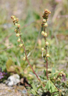 Einzelbild 7 Nordischer Beifuss - Artemisia borealis