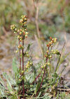 Einzelbild 8 Nordischer Beifuss - Artemisia borealis