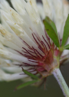 Einzelbild 3 Schnee-Rot-Klee - Trifolium pratense subsp. nivale
