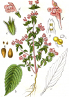 Einzelbild 4 Acker-Hohlzahn - Galeopsis ladanum