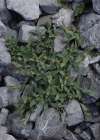 Einzelbild 5 Alpen-Klatschnelke - Silene vulgaris subsp. glareosa