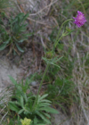 Einzelbild 3 Purpur-Witwenblume - Knautia purpurea