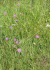 Einzelbild 6 Purpur-Witwenblume - Knautia purpurea