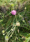 Einzelbild 8 Purpur-Witwenblume - Knautia purpurea