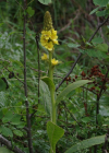 Einzelbild 4 Dickblättrige Kleinblütige Königskerze - Verbascum thapsus subsp. montanum