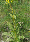 Einzelbild 6 Dickblättrige Kleinblütige Königskerze - Verbascum thapsus subsp. montanum