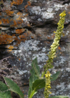 Einzelbild 7 Dickblättrige Kleinblütige Königskerze - Verbascum thapsus subsp. montanum