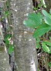 Einzelbild 6 Berg-Mehlbeerbaum - Sorbus mougeotii