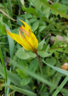 Einzelbild 7 Südliche Weinberg-Tulpe - Tulipa sylvestris subsp. australis