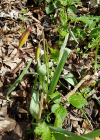 Einzelbild 8 Südliche Weinberg-Tulpe - Tulipa sylvestris subsp. australis