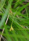 Einzelbild 3 Hallers Segge - Carex halleriana