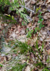 Einzelbild 5 Hallers Segge - Carex halleriana