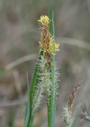Einzelbild 6 Hallers Segge - Carex halleriana
