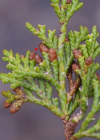 Einzelbild 7 Sefistrauch - Juniperus sabina