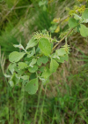 Einzelbild 4 Ohr-Weide - Salix aurita