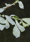 Einzelbild 5 Ohr-Weide - Salix aurita