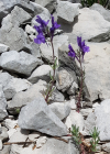 Einzelbild 4 Jura-Leinkraut - Linaria alpina subsp. petraea