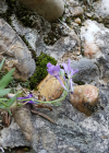 Einzelbild 5 Jura-Leinkraut - Linaria alpina subsp. petraea