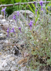 Einzelbild 6 Jura-Leinkraut - Linaria alpina subsp. petraea