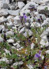 Einzelbild 7 Jura-Leinkraut - Linaria alpina subsp. petraea