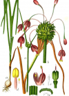 Einzelbild 2 Gewöhnlicher Gekielter Lauch - Allium carinatum subsp. carinatum