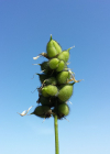 Einzelbild 2 Kichererbsen-Tragant - Astragalus cicer