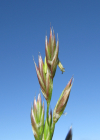 Einzelbild 8 Rohr-Schwingel - Festuca arundinacea