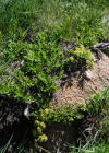 Einzelbild 4 Moor-Weide - Salix repens
