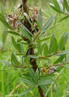 Einzelbild 6 Moor-Weide - Salix repens