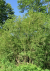 Einzelbild 4 Mandel-Weide - Salix triandra