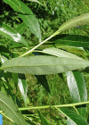 Einzelbild 7 Mandel-Weide - Salix triandra