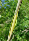Einzelbild 8 Grau-Weide - Salix cinerea