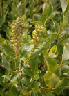 Einzelbild 2 Spiessblättrige Weide - Salix hastata