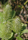 Einzelbild 3 Spiessblättrige Weide - Salix hastata