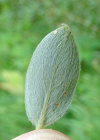 Einzelbild 2 Seidenhaarige Weide - Salix glaucosericea
