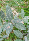 Einzelbild 3 Seidenhaarige Weide - Salix glaucosericea