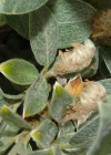 Einzelbild 4 Seidenhaarige Weide - Salix glaucosericea
