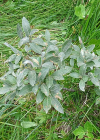 Einzelbild 5 Seidenhaarige Weide - Salix glaucosericea