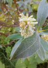 Einzelbild 6 Seidenhaarige Weide - Salix glaucosericea