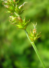 Einzelbild 1 Stachel-Segge - Carex muricata aggr.