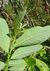 Einzelbild 7 Grossblättrige Weide - Salix appendiculata