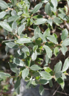 Einzelbild 8 Seidenhaarige Weide - Salix glaucosericea
