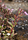 Einzelbild 2 Mierenblättriges Weidenröschen - Epilobium alsinifolium