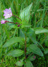 Einzelbild 3 Mierenblättriges Weidenröschen - Epilobium alsinifolium