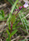 Einzelbild 1 Mierenblättriges Weidenröschen - Epilobium alsinifolium