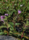 Einzelbild 5 Mierenblättriges Weidenröschen - Epilobium alsinifolium
