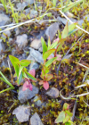 Einzelbild 6 Mierenblättriges Weidenröschen - Epilobium alsinifolium