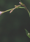 Einzelbild 7 Mierenblättriges Weidenröschen - Epilobium alsinifolium