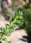 Einzelbild 6 Zwittrige Krähenbeere - Empetrum nigrum subsp. hermaphroditum