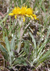 Einzelbild 3 Krainisches Graues Greiskraut - Senecio incanus subsp. carniolicus
